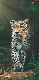 Leopard Badhandduk - 100 procent bomull 